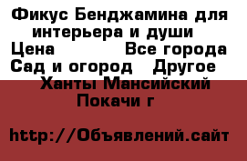 Фикус Бенджамина для интерьера и души › Цена ­ 2 900 - Все города Сад и огород » Другое   . Ханты-Мансийский,Покачи г.